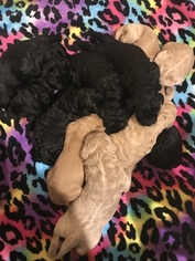 Goldendoodle-Poodle (Standard) Mix Puppy for sale in CONCORD, NC, USA