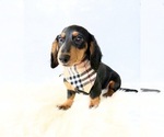 Small #11 Dachshund