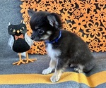 AKC Huba Huba - Male Chihuahua Puppy for Sale - Photo #4