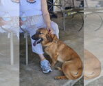 Small #6 Basset Retriever