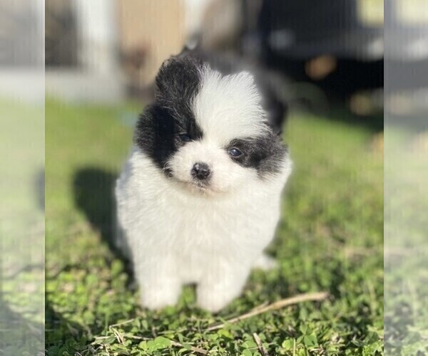 Medium Photo #2 Pomeranian Puppy For Sale in PALM BEACH, FL, USA