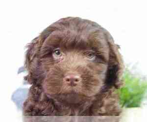 Havanese-Poodle (Toy) Mix Puppy for sale in RED LION, PA, USA