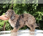 Small #12 Bernedoodle (Miniature) (+ Poodle Miniature)