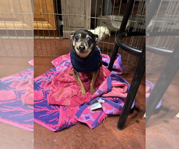 Medium Photo #1 Chihuahua Puppy For Sale in San Diego , CA, USA