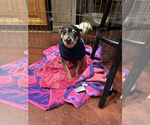 Chihuahua Dogs for adoption in San Diego , CA, USA