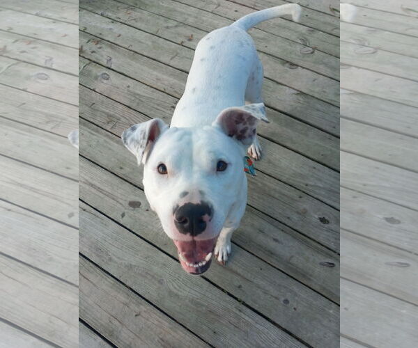 Medium Photo #5 American Pit Bull Terrier-Unknown Mix Puppy For Sale in Murfreesboro, NC, USA