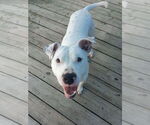 Small #4 American Pit Bull Terrier Mix