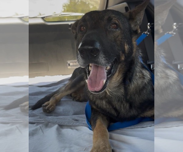 Medium Photo #2 German Shepherd Dog Puppy For Sale in Plantation, FL, USA