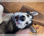 Small #6 Huskies  Mix
