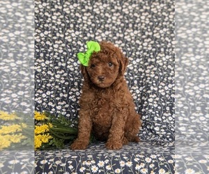 Cavapoo Puppy for sale in QUARRYVILLE, PA, USA