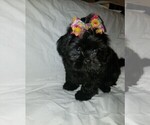 Small Photo #4 Shih Tzu Puppy For Sale in LITHONIA, GA, USA