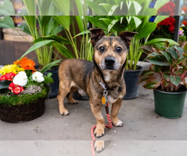 Medium Photo #10 Mutt Puppy For Sale in St. Louis Park, MN, USA