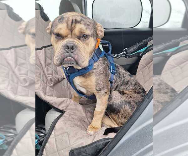 Medium Photo #3 Bulldog-Unknown Mix Puppy For Sale in Silver Spring, MD, USA