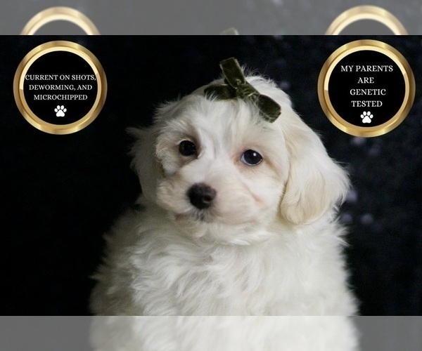 Medium Photo #5 Maltipoo Puppy For Sale in WARSAW, IN, USA