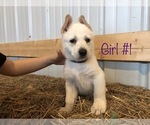 Small Photo #3 German Shepherd Dog Puppy For Sale in FOSTER, KY, USA