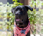Small #1 Labrador Retriever Mix
