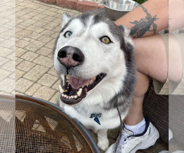 Medium Photo #2 Siberian Husky Puppy For Sale in Techny, IL, USA