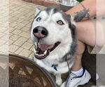 Small #1 Siberian Husky