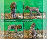 Small #1 German Shorthaired Pointer