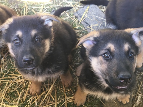 View Ad: German Shepherd Dog Puppy for Sale near Indiana ...