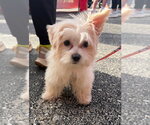 Small #2 Maltese Mix