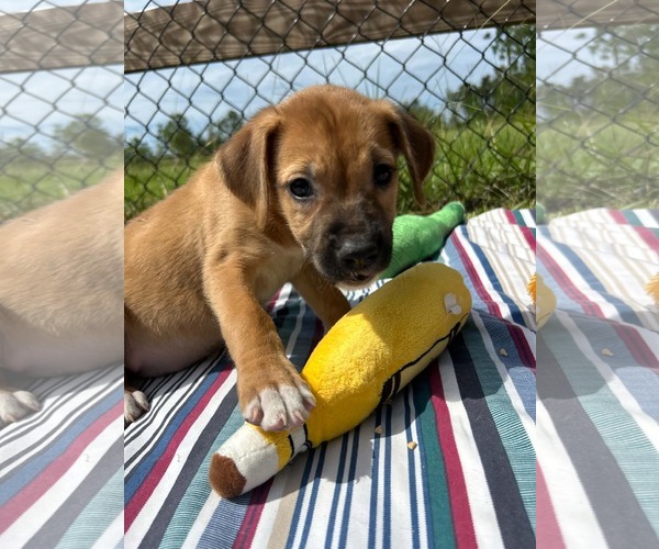 Medium Photo #2 Labrador Retriever-Unknown Mix Puppy For Sale in Tarrytown, GA, USA