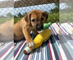 Small #1 Labrador Retriever Mix