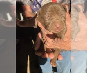 Labrador Retriever Puppy for sale in OSYKA, MS, USA