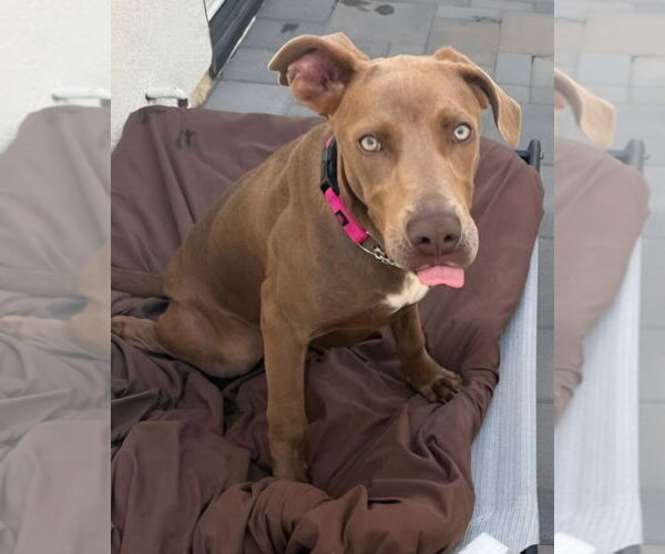 Medium Photo #4 Unknown-Weimaraner Mix Puppy For Sale in Lake Forest, CA, USA