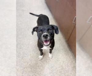 Medium American Pit Bull Terrier Mix
