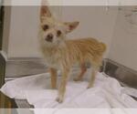 Small Cairn Terrier