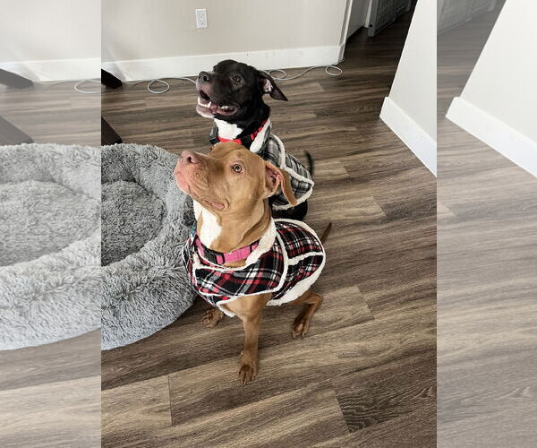 Medium Photo #2 American Pit Bull Terrier-Unknown Mix Puppy For Sale in Chandler, AZ, USA