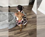 Small #1 American Pit Bull Terrier Mix
