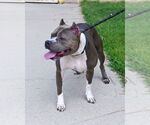 Small #1 American Pit Bull Terrier-Staffordshire Bull Terrier Mix