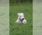 Small Photo #2 Mutt Puppy For Sale in garner, NC, USA