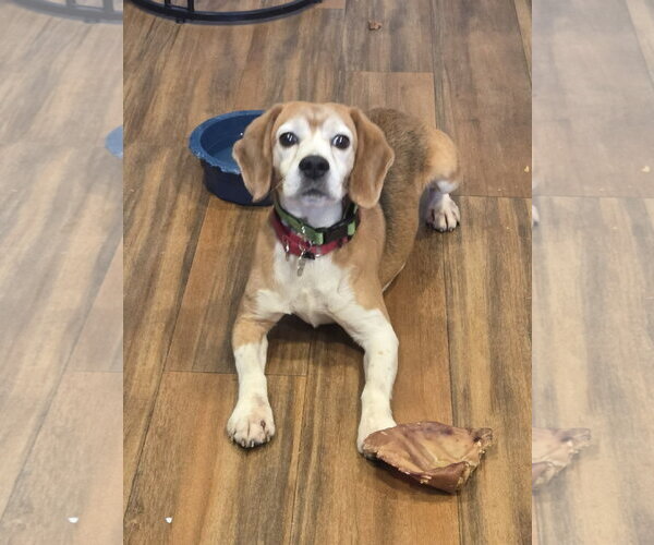 Medium Photo #4 Beagle Puppy For Sale in Crystal, MN, USA