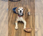 Small #3 Beagle