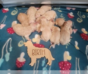 Medium Golden Retriever