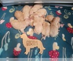 Puppy Puppy 1 Golden Retriever