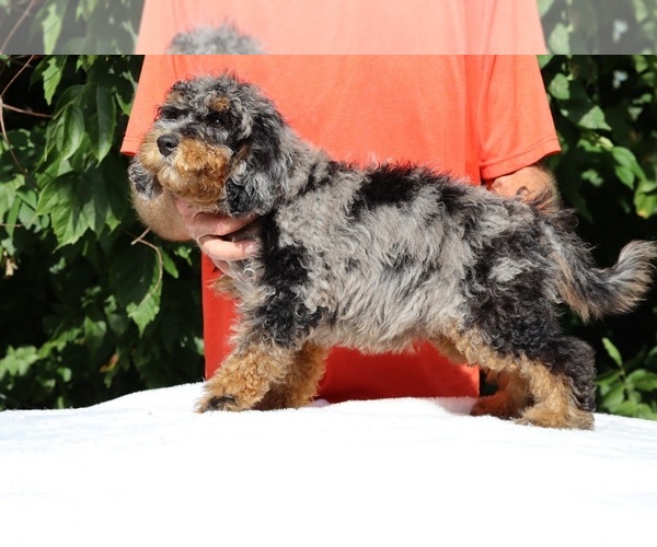 Medium Photo #8 Bernedoodle (Miniature) (+ Poodle Miniature) Puppy For Sale in DYERSBURG, TN, USA