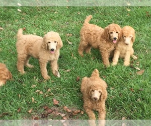 Poodle (Standard) Puppy for sale in LITTLE RIVER, SC, USA