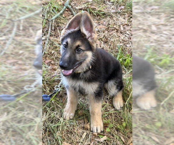Medium Photo #2 German Shepherd Dog Puppy For Sale in Newfoundland, PA, USA