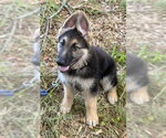 Small #1 German Shepherd Dog