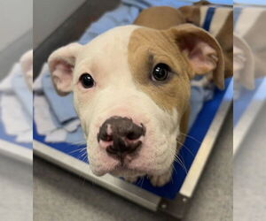 American Pit Bull Terrier-Unknown Mix Dogs for adoption in Waterford, VA, USA