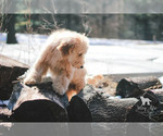 Small Photo #28 Goldendoodle Puppy For Sale in CARLOCK, IL, USA