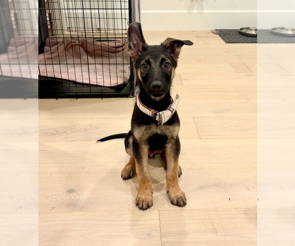 Medium Photo #2 German Shepherd Dog-Unknown Mix Puppy For Sale in West Sacramento, CA, USA