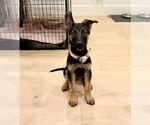 Small #1 German Shepherd Dog Mix