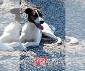 Jack Russell Terrier-Unknown Mix Dogs for adoption in Farmerville, LA, USA