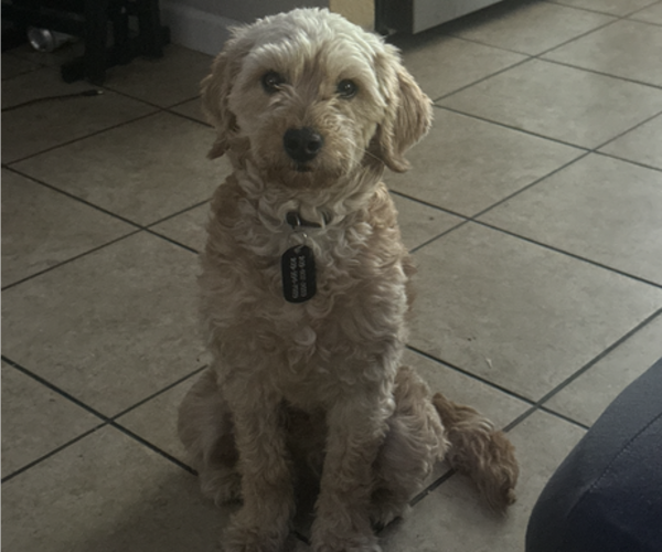 Medium Photo #1 Goldendoodle mix (+ Poodle Miniature) Puppy For Sale in CERES, CA, USA