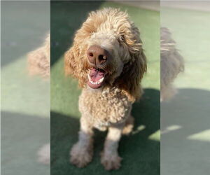 Poodle (Standard) Dogs for adoption in Lakewood, CO, USA
